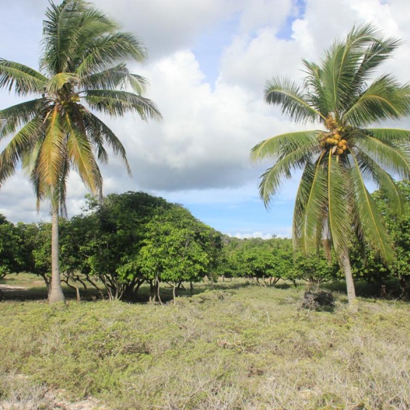 Terrain – villa - maison – propriété – à vendre – à louer – location - location longue durée – location à l’année – investissement – achat – vente – plage – bord de mer - sable blanc – Indonésie – Roti island – Bali – chambre – notaire – consultant - juridique – création - société – administration – voyage – entreprise – hôtel – commerce – restaurant – projet – visa – permis – travail – retraite – informations – découverte – aventure – produits – naturels – spa – salon – coiffure – réflexologie – savon – shampoing – anti-moustique – tourisme – plaisir – nature – surf – plongée – exploration – exotique – exotisme – massage – traditionnel – huile de massage – coucher de soleil – photos – galerie – soin de beauté – pédicure – manucure – agent immobilier – professionnel-Land - villa - house - property - for sale - rent - rental - leasing - rent annually - investment - purchase - sale - beach - sea - white sand - Indonesia - Rote island - Bali - bedroom - notary - consultant - legal - creation - company - administration - travel - business - hotel - shop - restaurant - project - visa - permit - work - retirement - information - discovery - adventure - products - natural - spa - lounge - hairdresser - reflexology - soap - shampoo – anti-mosquito – pleasure – nature – surf – diving – exploration - exotic - exotism - massage - traditional - massage oil - sunset - pictures - gallery - beauty treatment - pedicure – manicure – real estate agent – professional-Tanah - villa - rumah - properti - Dijual - disewakan - dikontrakan - menyewa per tahun - investasi - pembelian - penjualan - pantai - laut - pasir putih - Indonesia - pulau Roti - Bali - bedroom - notaris - konsultan - hukum - penciptaan - wisata - - bisnis - Hotel - bisnis - restoran - proyek - visa - izin - pekerjaan - pensiun - informasi - penemuan - petualangan - produk - spa - - alam ruang duduk - penata rambut - reflexology masyarakat - administrasi - sabun - shampoo – anti-nyamuk - Pariwisata - menyenangkan - semacam - surfing - diving – eksplorasi - eksotik - eksotis - pijat - tradisional - pijat minyak - sunset - Foto - galeri - perawatan kecantikan - pedicure – manicure – properti agen - Profesional